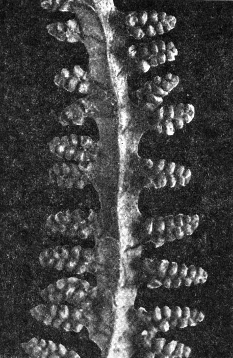 Рис. 106. Лигодиум улиткоообразный (Lygodium circinatum), спорангиеносная часть листа снизу