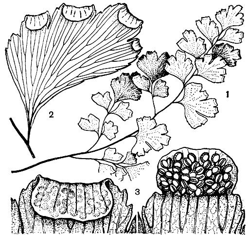 Рис. 109. Адиантум венерин волос (Adiantum capillus-veneris): 1 - часть листа; 2 - сегмент с сорусами; 3 - край сегмента листа