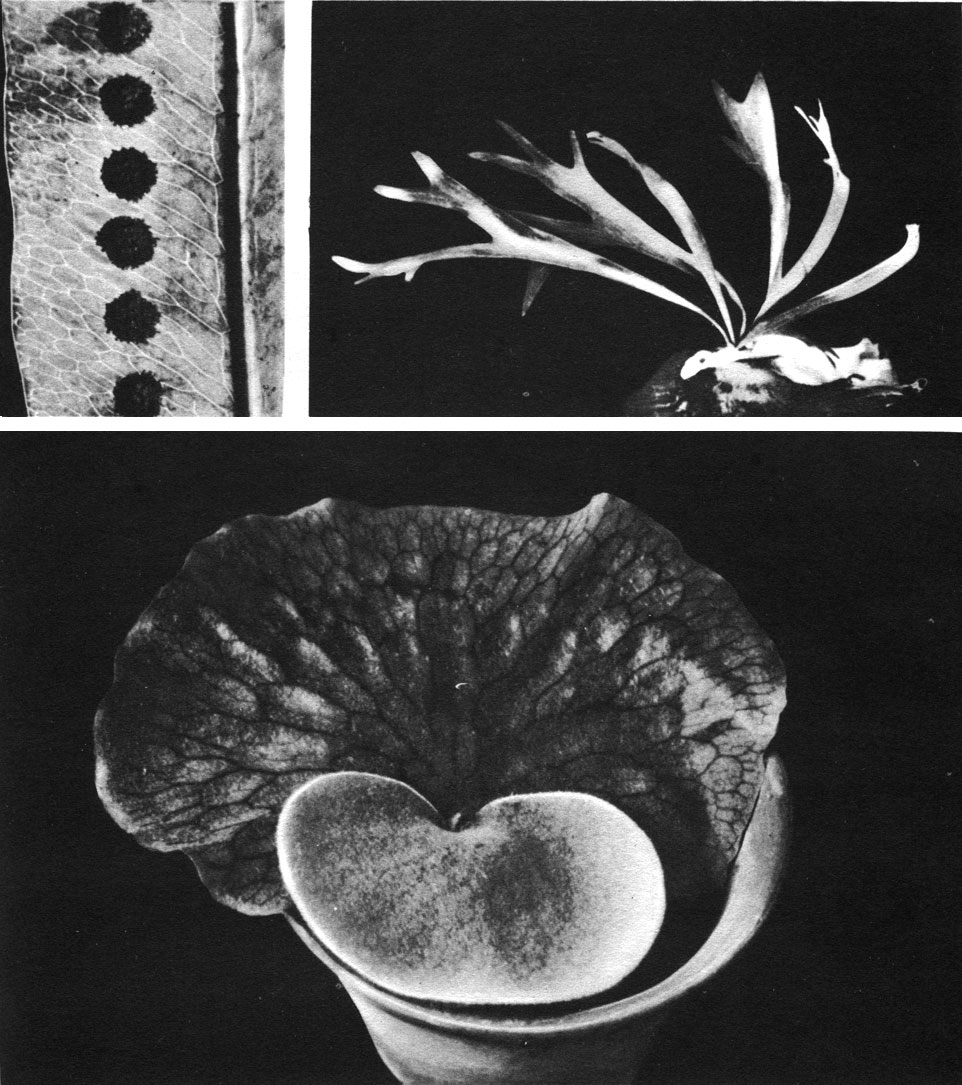 Таблица 25. Полиподиевые: вверху слева - фиматодес фиджийский (Phymatodes vitiensis), часть листа с сорусами; вверху справа - платицериум оленерогий (Platycerium bifurcatum); внизу - платицериум ангольский (P. angolense), молодое растение с лепешковидными стерильными листьями