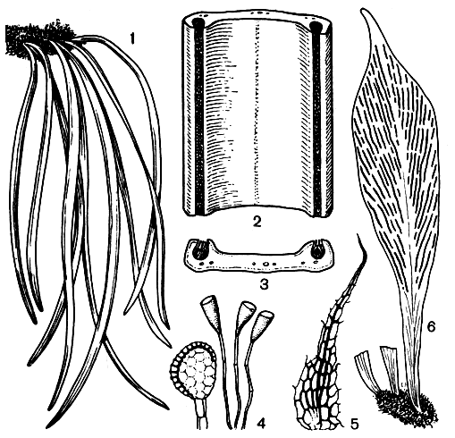 Рис. 111. Виттариевые. Виттария мечевидная (Vittaria ensiformis): 1 - общий вид; 2 - часть листа с полосками сорусов; 3 - разрез листа; 4 - спорангий и парафизы; 5 - чешуя. Антрофиум подорожниковый (Antrophyum plantagineum): 6 - лист с полосками сорусов