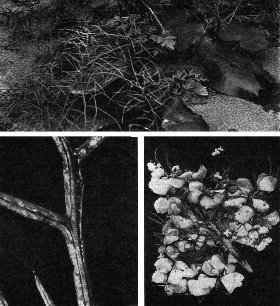 Рис. 112. Цератоптерисы. Цератоптерис василистниковидный (Ceratopteris thalictroides): вверху - общий вид (видны два типа листьев); внизу слева - фрагмент спорофилла с одиночными спорангиями. Цератоптерис рогатый (С. cornuta): внизу справа - стерильный лист (вегетативное размножение)