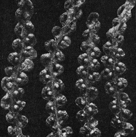 Рис. 113. Спорангии на нижней поверхности сегментов листа глейхении двуплодной (Gleichenia dicarpa)