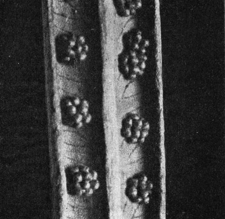 Рис. 114. Сорусы на нижней поверхности листа дикраноптериса линейного (Dicranopteris linearis)