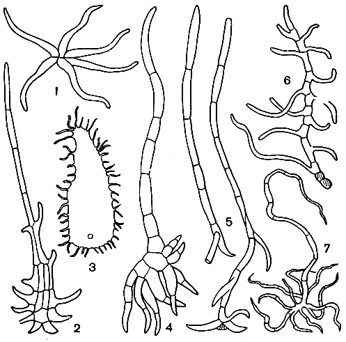 Рис. 115. Волоски и чешуи глейхениевых: 1 - звездчатый волосок глейхении длинной (Gleichenia longissima); 2 - чешуя рахиса глейхении щетинистой (G. hispida); 8 - чешуя верхушки рахиса глейхении усеченной (G.truncata); 4 - волосок верхушки главного рахиса дикраноптериса Куррана (Dicranopteris curranii); 5 - волоски нижней поверхности листа дикраноптериса опушенного (D. pubigera); 6, 7 - то же дикраноптериса линейного (D. linearis)