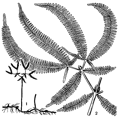 Рис. 116. Дикраноптерис линейный (Dicranopteris linearis): 1 - общий вид; 2 - часть листа