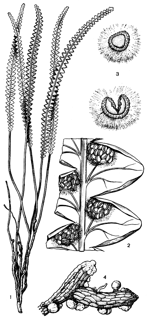 Рис. 117. Строматоптерис четкообразный (Stromatopteris moniliformis): 1 - общий вид; 2 - часть нижней поверхности листа с сорусами; 3 - сорусы; 4 - гаметофит (часть)