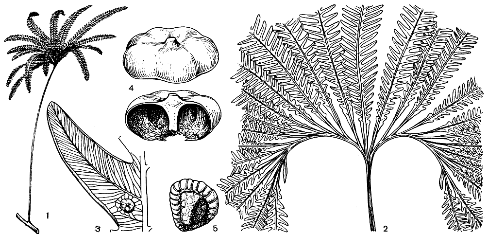 Рис. 118. Матония гребневидная (Matonia pectinata): 1 - общий вид; 2 - основание пластинки листа; 3 - сегмент с сорусами; 4 - покрывальце; 5 - спорангий