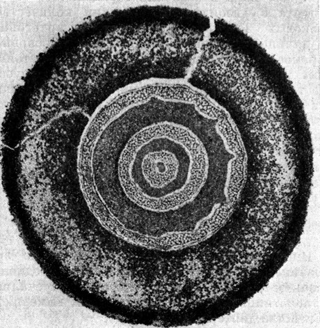 Рис. 119. Поперечный срез корневища матонии гребневидной (Matonia pectinata); видна полициклическая сифоностела