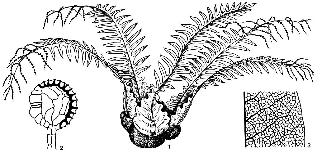 Рис. 122. Дринария Мейена (Drynaria meyeniana): 1 - общий вид; 2 - спорангий; 3 - участок сегмента