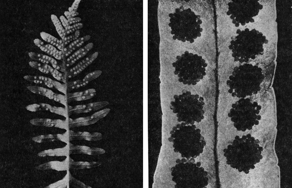Рис. 123. Полиподиум обыкновенный (Polypodium vulgare): слева - общий вид листа; справа - сорусы