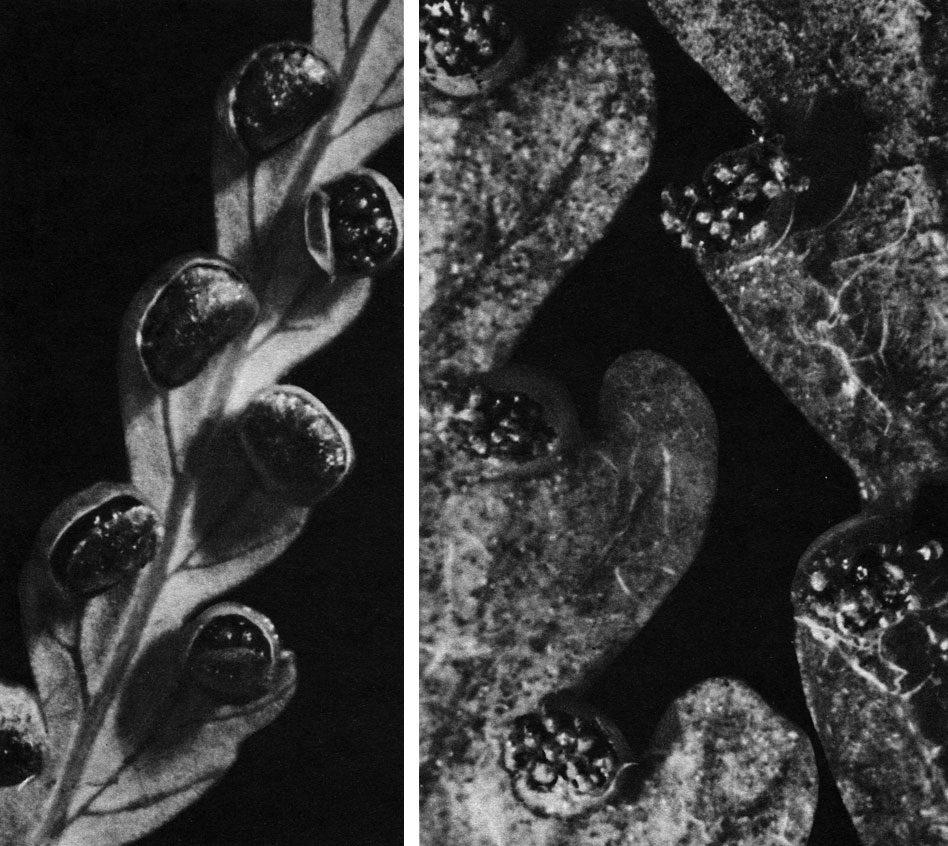 Таблица 30. Типы расположения сорусов у папоротников семейства циатейных: слева - циботиум Шиде (Cibotium schiedei); справа - деннштедтия веховидная (Dennstaedtia cicutaria)