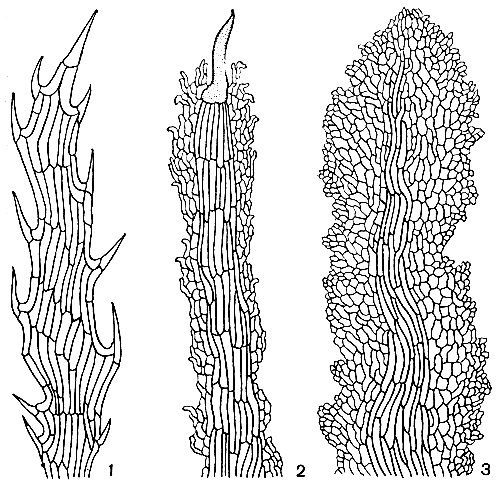 Рис. 126. Типы чешуй в подсемействе циатейных: 1 - циатея Купера (Cyathea cooperi), структурно однородные чешуи; 2 - циатея капская (С. capensis), окаймленные щетинистые чешуи; 3 - кнемидария ощетиненная (Cnemidaria horrida),окаймленные чешуи без щетинок