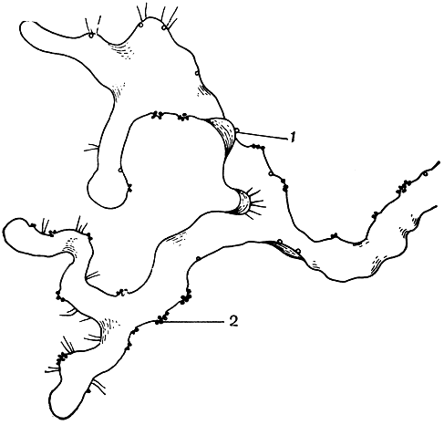 Рис. 131. Ленювидный гаметофит гименофилла Курца (Hymenohyllum kurzii) - брюшная сторона: 1 - антеридии; 2 - архегонии
