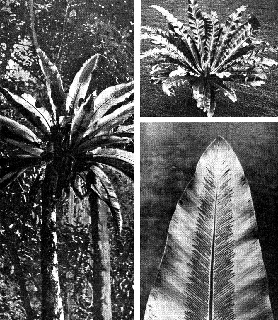 Рис. 134. Асплениум гнездовой, или птичье гнездо (Asplenium слева - папоротник на стволе дерева в тропическом лесу; внизу вверху справа - оранжерейный экземпляр