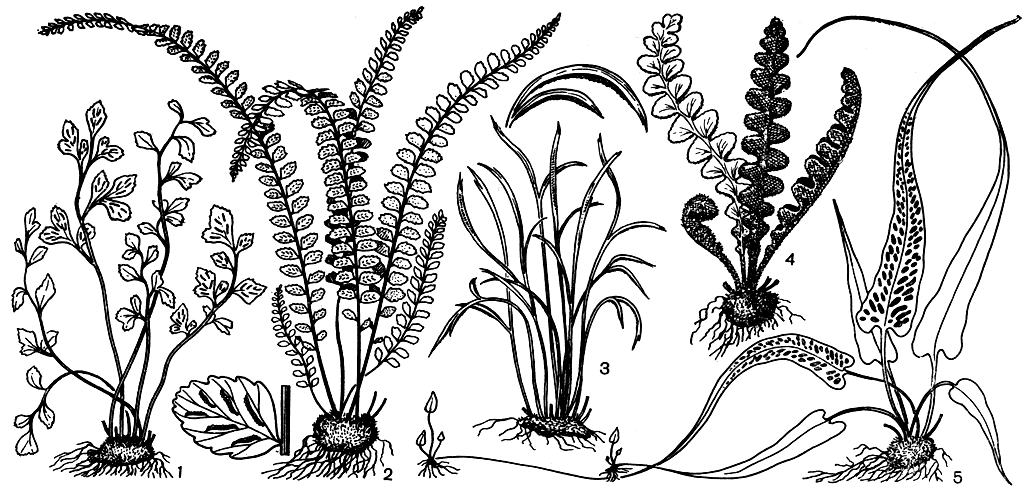 Рис. 135. Папоротники подсемейства асплениевых: 1 - асплениум постенный (Asplenium rutamuraria); 2 - асплениум волосовидный (A. trichomanes); 3 - асплениум северный (A. septentrionale); 4 - цетерах аптечный (Ceterach officinarum); 5 - камптосорус корнелюбивый (Gamptosorus rhizophyllus)