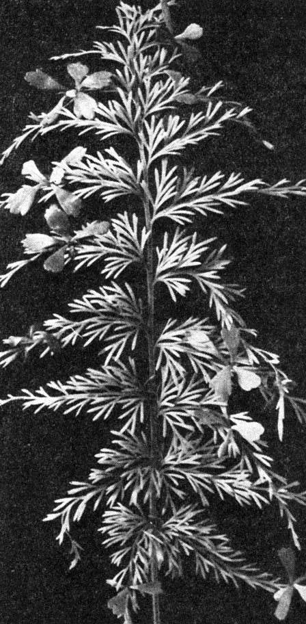 Рис. 136. Асилениум живородящий (Asplenium viviparum): лист с молодыми растеньицами, развившимися из выводковых почек