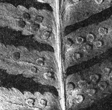 Рис. 137. Щитовник мужской (Dryopteris filix-mas): часть листа с сорусами