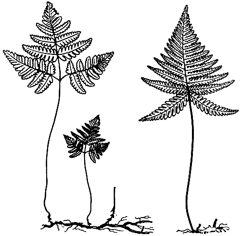 Рис. 140. Кочедыжниковые: слева - гимнокарпиум трехраздельный (Gymnocarpium dryopteris); справа - фегоптерис связывающий (Phegopteris connectilis)