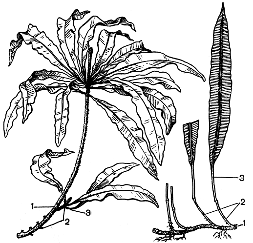 Рис. 142. Олеандры: слева - олеандра пестиковая (Oleandra pistillaris); справа - олеандра волнистая (О. undulata): 1 - корневище; 2 - филлоподии; 3 - черешок
