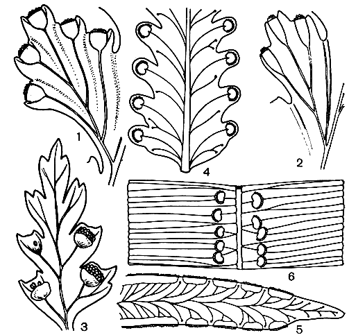 Рис. 144. Схема расположения сорусов у папоротников семейства даваллиевых: 1 - даваллия мелкозубчатая (Davallia denticulata); 2 - даваллия плотная (D. solida); 3 - хумата ассамская (Humata assamica); 4 - нефролепис остроконечный (Nephrolepis acuminata); 5 - нефролепис остролистный (N. acutifolia); 6 - олеандра волнистая (Oleandra undulata)