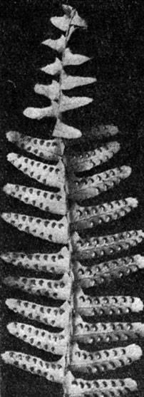 Рис. 147. Нефролепис сердцевиднолистный (Nephrolepis cordifolia) - нижняя сторона листа с сорусами