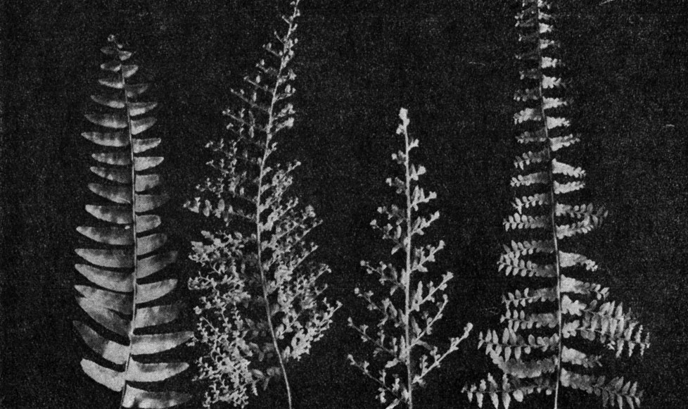 Рис. 146. Гетерофиллия у садовых форм нефролеписа возвышенного (Nephrolepis exaltata): листья формы 'Верона'