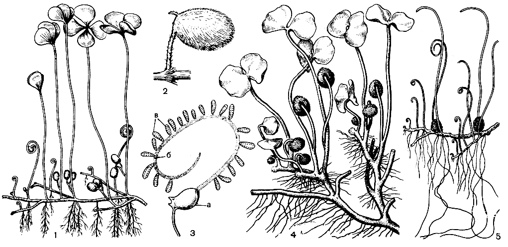 Рис. 148. Марсилеевые (Marsileaceae): 1 - марсилея четырехлистная (Marsilea quadrifolia); 2 - марсилея покрытая (М. vestita) - спорокарпий; 3 - марсилея покрытая - раскрывание спорокарпия: а - спорокарпий, б - сорофор, в - сорусы; 4 - регнеллидиум двулистный (Regnellidium diphyllum); 5 - пилюлярия шариконосная (Pilularia globulifera)