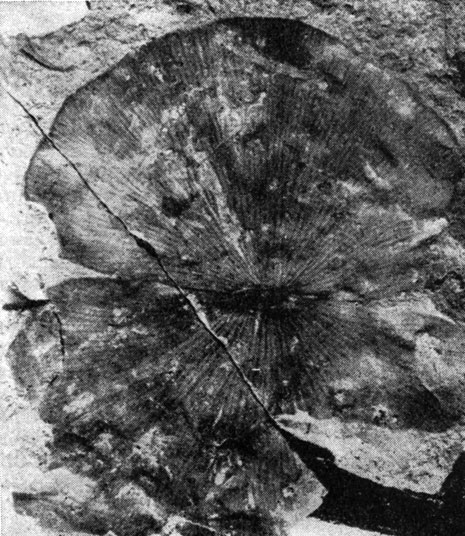 Рис. 150. Отпечаток листа Regnellidium, найденный в верхнеэоценовых отложениях в Амурской области