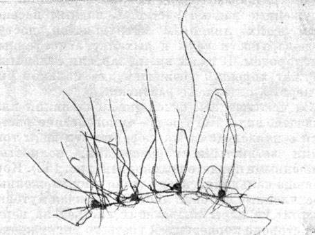 Рис. 151. Пилюлярия шариконосная (Pilularia globulifera)
