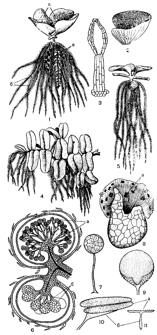 Рис. 152. Сальвиниевые. Сальвинии ушковидная (Salvinia auriculata): 1 - мутовка листьев: а - плавающие листья, б - сегменты погруженного листа, в - сорусы; 2 - плавающий лист; 3 - сосочек листа с 4 волосками. Салъвиния плавающая (S. natans): 4 - общий вид; 5 - мутовка листьев; б - продольный разрез через микро- и мегасорусы: а - микроспорангии, б - мегаспорангии; 7 - микроспорангий; 8 - женский гаметофит: а - архегонии. Сальвиния клобучковая (S. cucullata): 9 - воронковидный плавающий лист. Сальвиния продолговатолистная (S. oblongifolia): 10 - надводный лист; 11 - плавающий лист в поперечном разрезе: а - листовая пластинка, б - киль