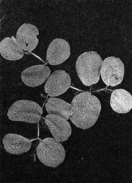 Рис. 153. Сальвиния ушковидная (Salvinia auriculatа)