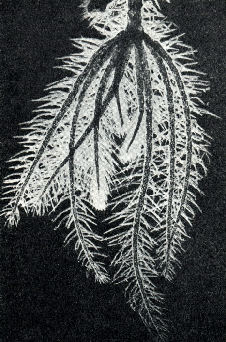 Рис. 155. Погруженный лист сальвинии ушковидной (Salvinia auriculata) (сильно увел.)