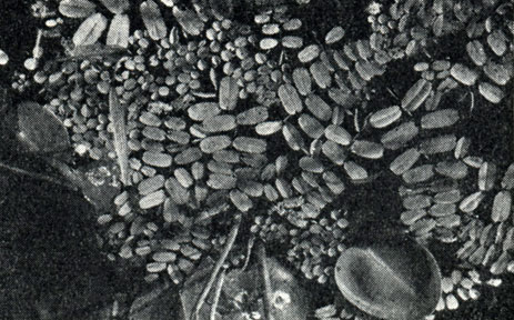 Рис. 156. Сальвиния продолговатолистная (Salvinia oblongifolia) и сальвиния ушковидная (S. auriculata) в аквариуме