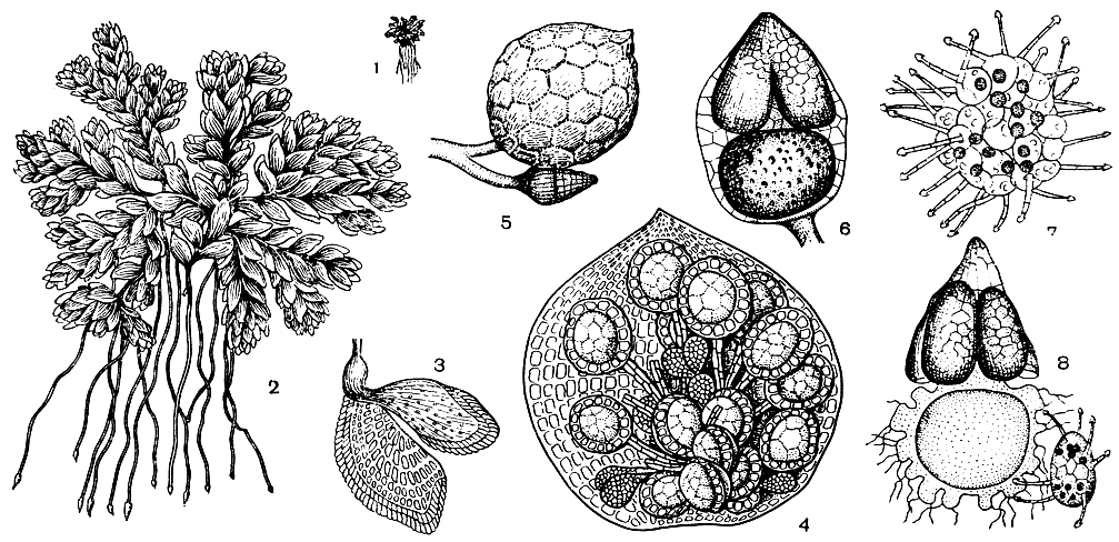 Рис. 157. Азолловые. Азолла мелколистная (Azolla microphylla): 1 и 2 - общий вид; 3 - лист; 4 - микросорус с открытым продольно покрывальцем, внутри которого видны микроспорангии; 5 - сорусы на лопасти листа, сверху микросорус, внизу мегасорус. Азоллакаролинекая (A. caroliniana): 6 - мегасорус (с прозрачной оболочкой покрывальца), содержащий большую базальную мегаспору, покрытую ямчатой периной, и верхушечные массулы (поплавки); 7 - массула с микроспорами и многочисленными глохидиями. Азолла папоротниковидная (A. filiculoides): 8 - мегаспора (показана в оптическом разрезе) с прикрепившейся к ней массулой с микроспорами