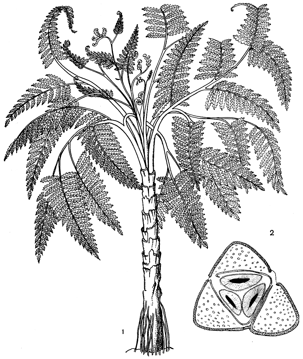 Рис. 159. Медуллоза Ноэ (Medullosa noei): 1 - общий вид, реконструкция; 2 - схема поперечного среза через стебель с тремя меристелами