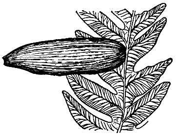 Рис. 160. Семенной папоротник алетоптерис Норина(Аlеthopteris norinii). Семязачаток, сидящий на листе папоротникового типа