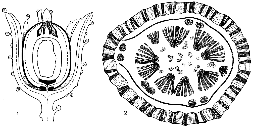 Рис. 161. Калиматотека Хёнингхауса (Calymmatotheca hoeninghausii): 1 - строение семязачатка; 2 - схема поперечного среза через стебель