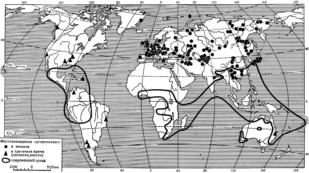 Карта 7. Ареалы современных и ископаемых саговниковых