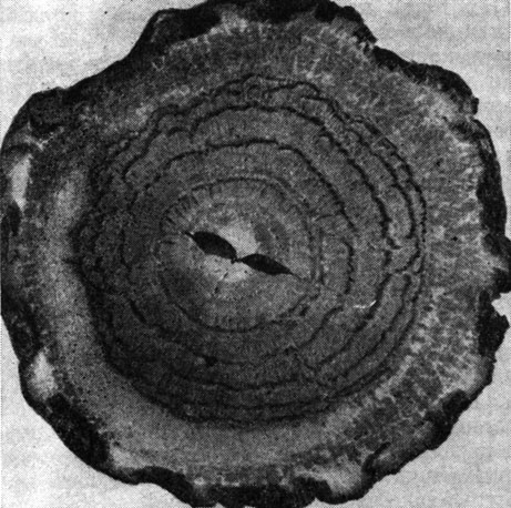 Рис. 166. Поперечный разрез полицикличного стебля энцефаляртоса Альтенштейна (Encephalartos altensteinii)