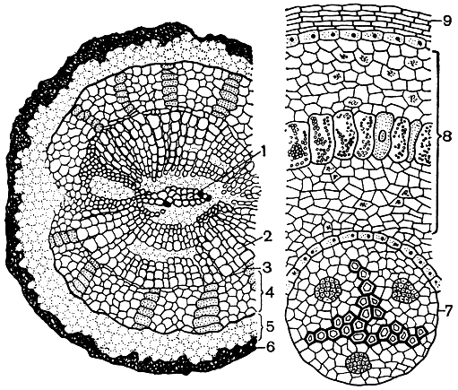 Рис. 167. Строение корней саговника поникающего (Cycas revoluta). Поперечный разрез утолщенного корня: 1 - первичная (диархная) ксилема; 2 - вторичная ксилема; 3 - камбий; 4 - вторичная флоэма; 5 - первичная кора; 6 - перидерма. Поперечный разрез коралловидного корня: 7 - центральный цилиндр с триархным пучком; 8 - первичная кора со слоем клеток, содержащих водоросли; 9 - перидерма