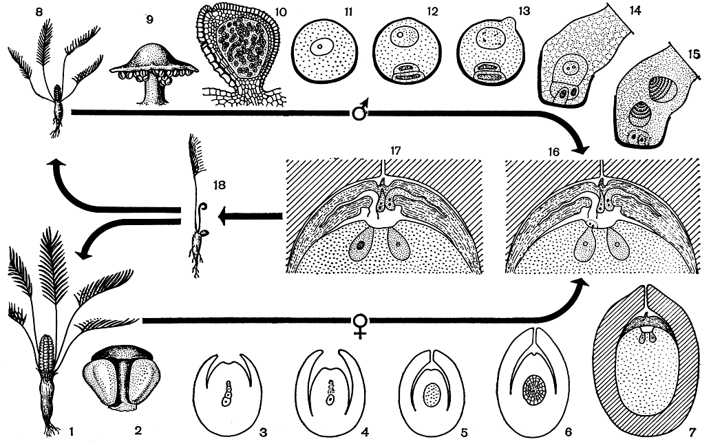 Рис. 168. Жизненный цикл замии (Zamia): 1 - женское растение; 2 - мегаспорофилл с двумя семязачатками; 3 - образование линейной тетрады мегаспор; 4 - семязачаток с единственной сохранившейся мегаспорой; 5 - образование свободноядерного женского гаметофита; 6 - образование клеточного гаметофита; 7 - появление архегониев; 8 - мужское растение; 9 - микроспорофилл; 10 - микроспорангий; 11 - микроспора; 12 - образование трехклеточного мужского гаметофита в микроспоре; 13 - прорастание клетки-гаустории; 14 - образование сперматогенной клетки; 15 - формирование сперматозоидов; 16 - верхняя часть семязачатка перед оплодотворением; 17 - то же после оплодотворения одной (левой) из яйцеклеток; 18 - проросток