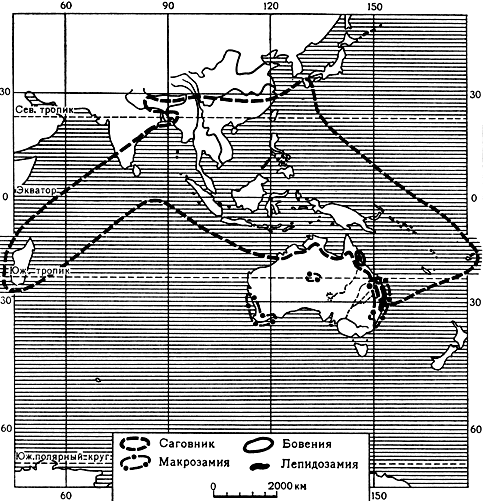 Карта 8. Ареалы родов саговниковых азиатско-австралийского распространения