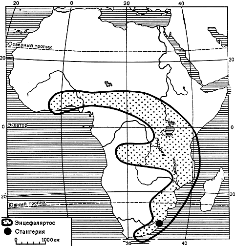 Карта 9. ареал африканских родов саговниковых
