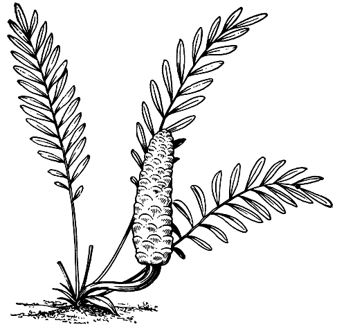 Рис. 169. Замия карликовая (Zamia pygmaea)