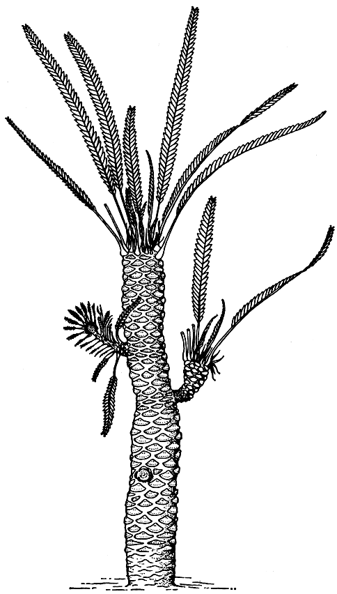 Рис. 170. Вильямсония Сьюорда (Williamsonia sewardiana). Реконструкция целого растения