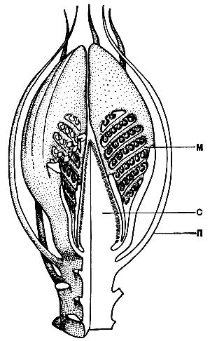 Рис. 173. Реконструкция стробила цикадеоидеи (Gycadeoidea). Части стробила, не покрытые точками, показаны в разрезе : с - семяложе с семенами (семязачатками) и межсемянными чешуями; м - микроспорофиллы со спорангиями; п - покроволистики
