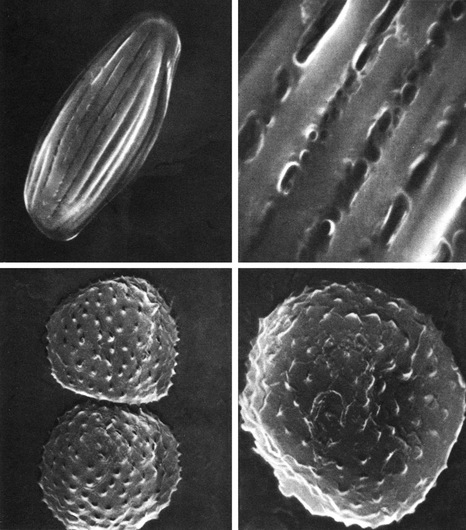 Таблица 45. Пыльцевые зерна растений из класса гнетовых под сканирующим электронным микроскопом: вверху - вельвичия удивительная (Welwitschia mirabilis): слева - увел, около 1500, справа - участок экзины, увел, около 10 000; внизу - гнетум гнемон (Gnetum gnemon); слева - увел, около 5000, справа - увел, около 8000