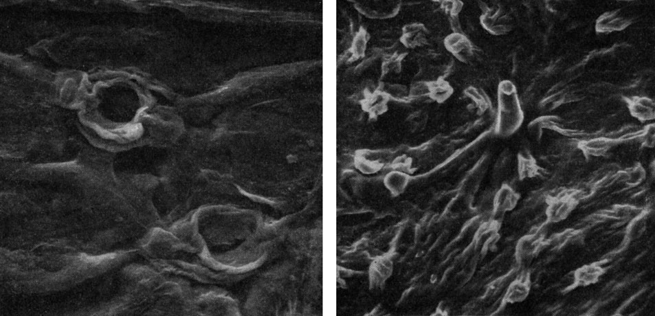 Рис. 180. Эпидерма листьев гинкго (сканирующий электронный микроскоп): слева - участок нижней эпидермы листа современного гинкго двулопастного (Ginkgo biloba) с двумя устьицами (увел, около 800); справа - участок нижней эпидермы листа ископаемого гинкго волосоносного (G. pilifera), видны устьица, папиллы и волосок (увел, около 350)