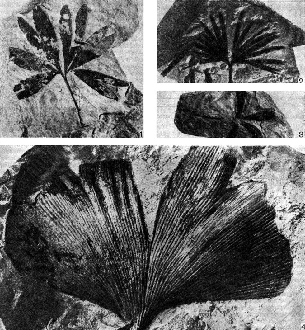 Рис. 181. Ископаемые листья гинкго из мезозойских отложений Сибири: 1 - гинкго сибирский (Ginkgo sibirica); 2 - гинкго изящный (G. concinna); 3 - гинкго полярный (G. polaris); 4 - гинкго почти адиантовидный (G. paradiantoides). (Увел.: 1 - около 1,5; 3, 4 - около 2.)