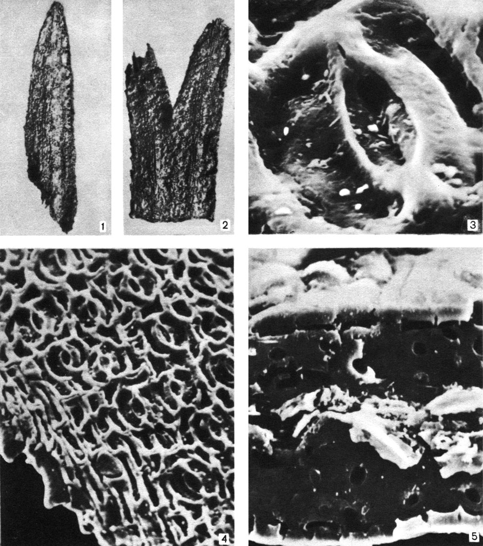 Таблица 47. Самое древнее вымершее хвойное - лебахия (Lebachia). Поздний карбон (около 300 млн. лет назад), Англия: 1, 2 - обугленные хвоевидные листья, один из них с вильчато расчлененной верхушкой (увел, около 30); 3 - отдельное устьице, вокруг устьичной щели две замыкающие клетки, окруженные двумя побочными клетками; стенки всех клеток разрушены (увел, около 5000); 4 - нижняя эпидерма листа, видны устьица и зубчатый край (увел, около 460); 5 - поперечный срез листа, видны сверху вниз толстая кутикула, субэпидермальный слой клеток и разрушенная ткань мезофилла (увел, около 1000); (3-5 - под сканирующим электронным микроскопом)